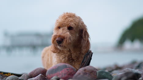 goldendoodle dog chewing nibble wooden stick lying on pebble beach during summer vacation - closeup