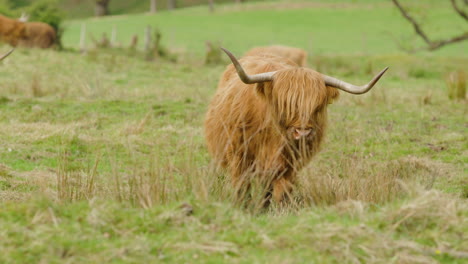 highland cow with long horns and shaggy fur grazing in a lush green field in scotland