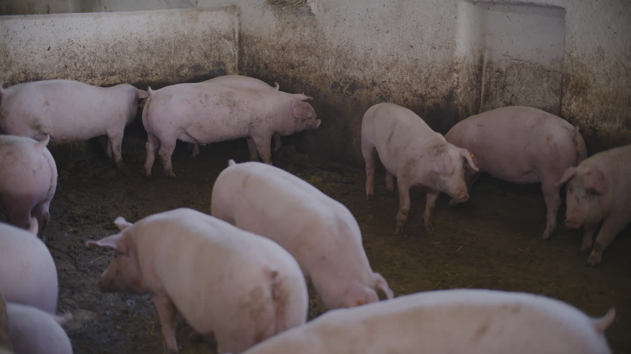 농장 창고에 있는 돼지