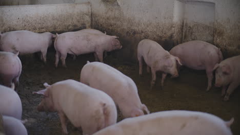 pigs in a farm pen