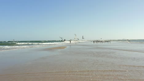 flocks of seagulls flying of above the ocean spray on a beautiful day in portugal