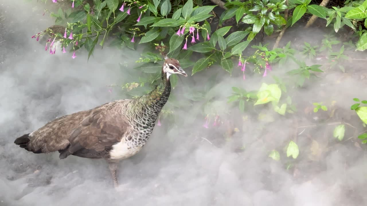 Peafowl calmly walk through lush, mist-filled garden with soft daylight and steady camera movement