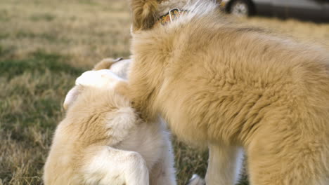 Juguetones-Cachorros-De-Los-Pirineos-De-Anatolia-Divirtiéndose-En-El-Campo