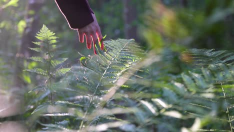 Mano-De-Mujer-Tocando-Exuberante-Follaje-De-Helecho-Verde-Durante-La-Hora-Dorada-En-El-Bosque,-Cámara-Lenta,-Primer-Plano