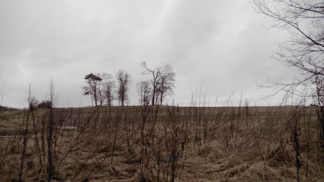 Trees in background behind overgrown field on cold overcast autumnal day, graded
