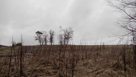 trees in background behind overgrown field on cold overcast autumnal day, graded