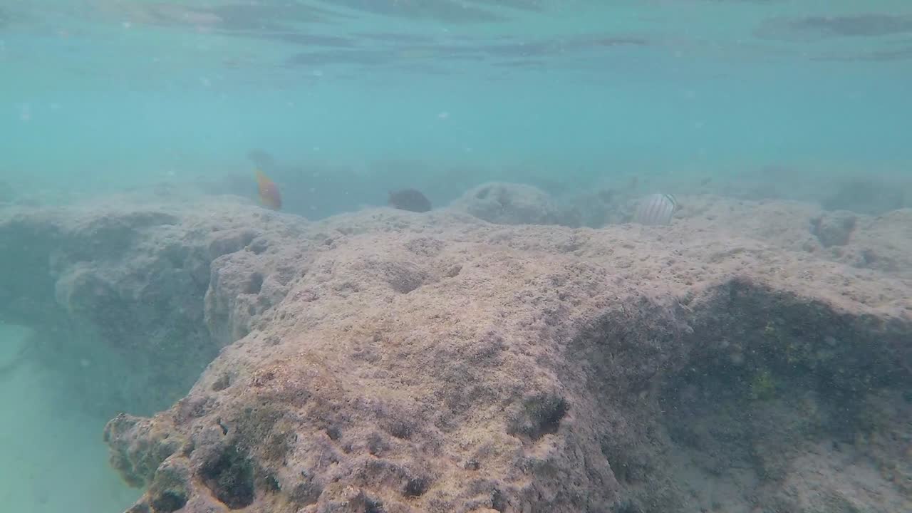 Undervands snorkling video