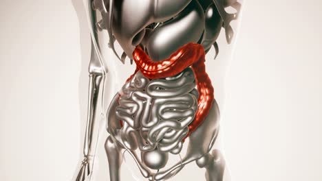 modelo de colon humano con todos los órganos