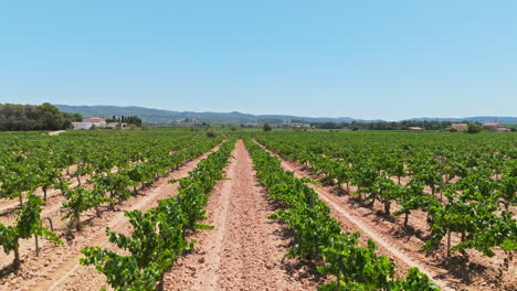 drone aerials: circling a picturesque farmhouse enveloped by vineyards under bright sunshine