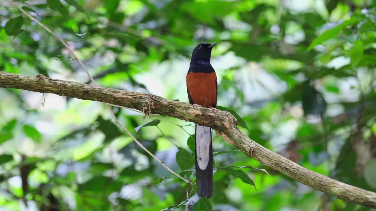 chirriando y cantando como si fuera un concierto para este pájaro, shama copsychus malabaricus, tailandia