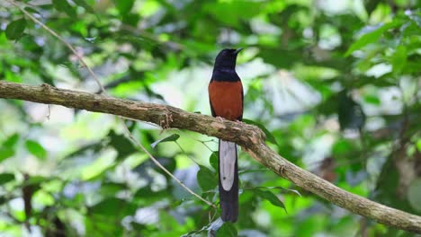 chirping and singing as if it is a concert for this bird, white-rumped shama copsychus malabaricus, thailand