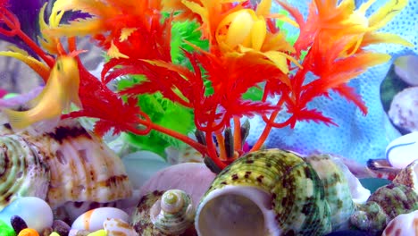 fishes in underwater in colorful aquarium