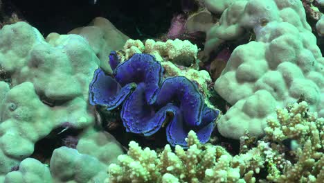 close up of blue clam on coral reef in the red sea