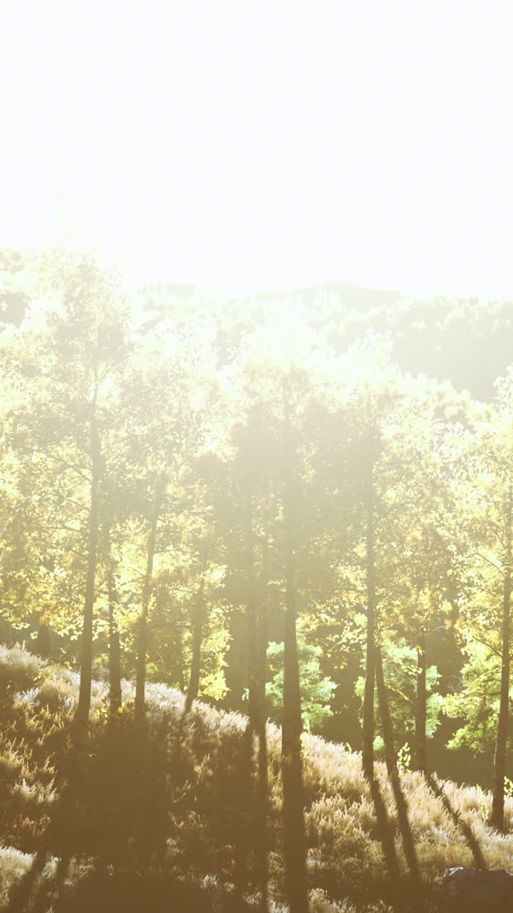 빛 이 비치는 숲 풍경