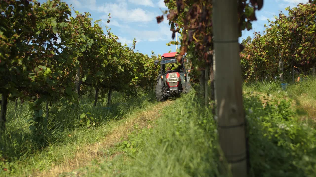 Traktor fährt zwischen Weinrebenreihen auf einem Weinberg in Portugal