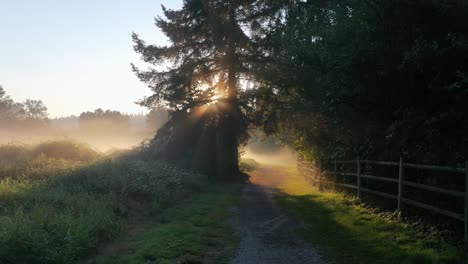 beautiful foggy trail in the morning