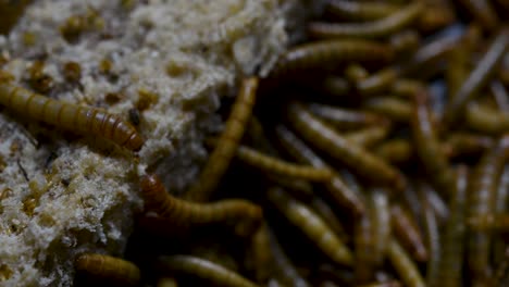 The-Mealworm-is-a-species-of-Darkling-Beetle-used-to-feed-pets-like-fish,-snakes,-birds,-and-frogs