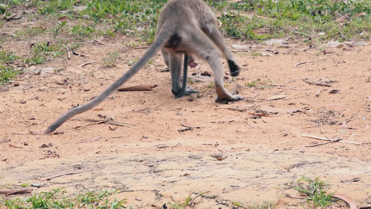 Macaco che protegge un cucciolo