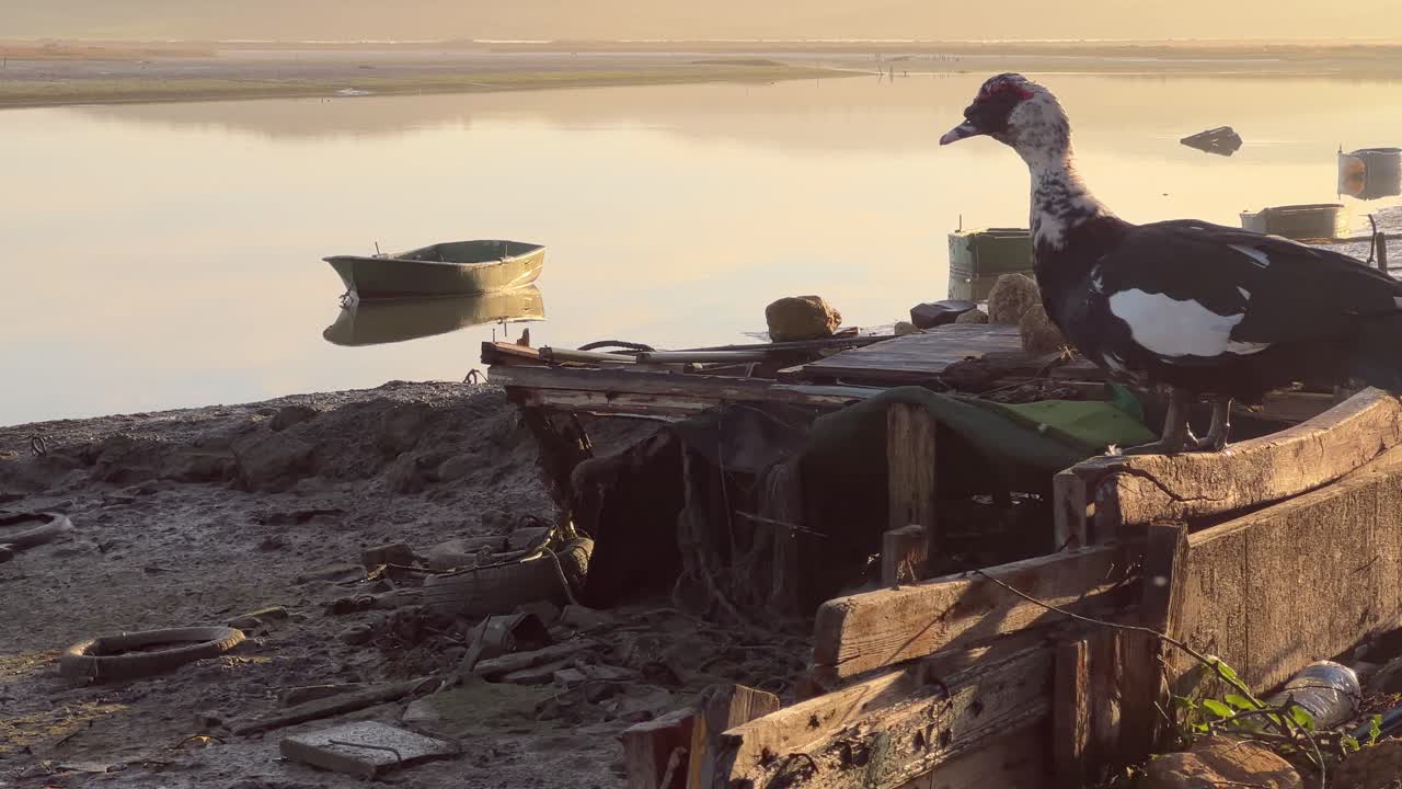 A goose perched on a fence looking out over a muddy river in a run-down fishing village