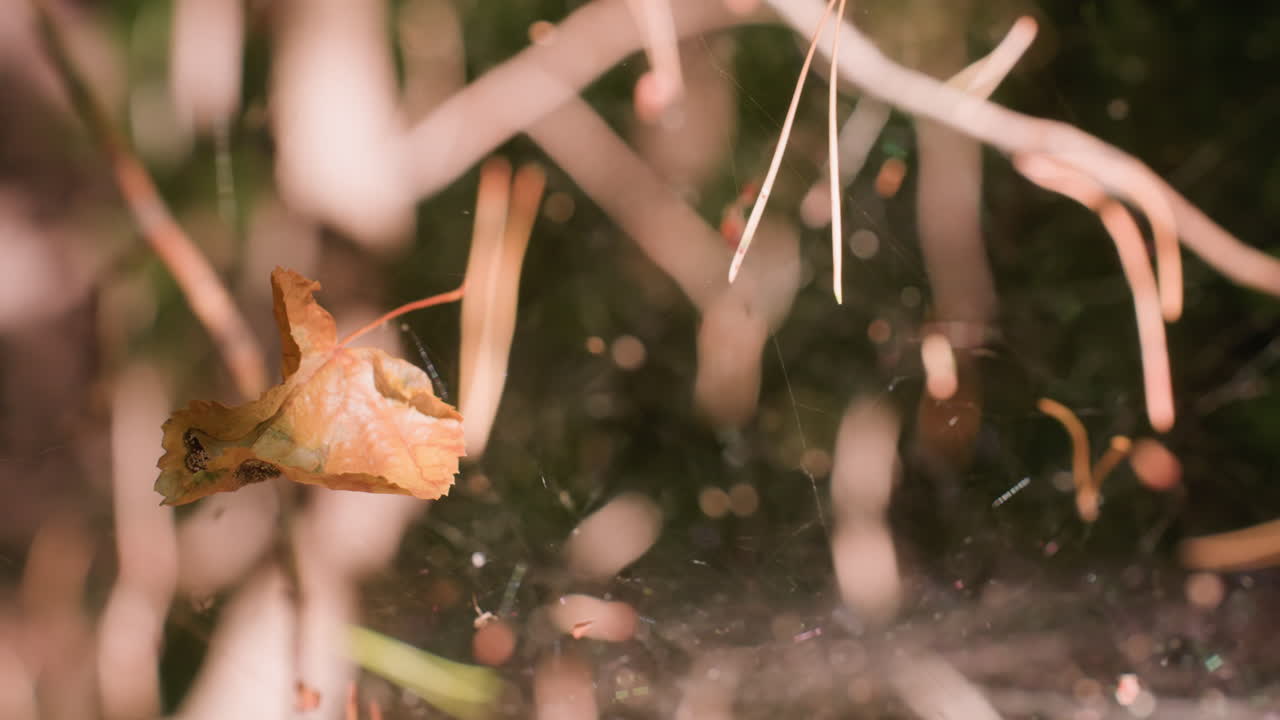 Blurred view of delicate spider webs with dry leaves entangled on thin threads illuminated by bright sunlight in forest, highlighting fragile cobweb structure and intricate natural patterns