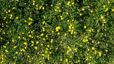 ascendiendo en los campos de flores en un día soleado