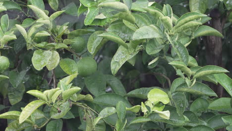 tilo con hojas exuberantes bajo fuertes lluvias en verano