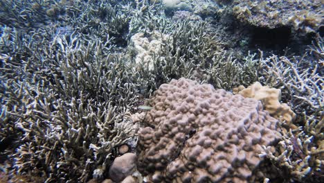 A-tracking-handheld-underwater-shot-of-small-fish-swimming-over-a-coral-reef,-in-the-Philippines