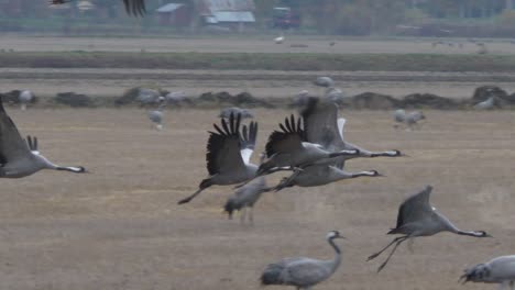 grupo de grullas comunes, grulla eurasiática, despegar y volar sobre campo rural abierto en finlandia, seguimiento de tomas en cámara lenta