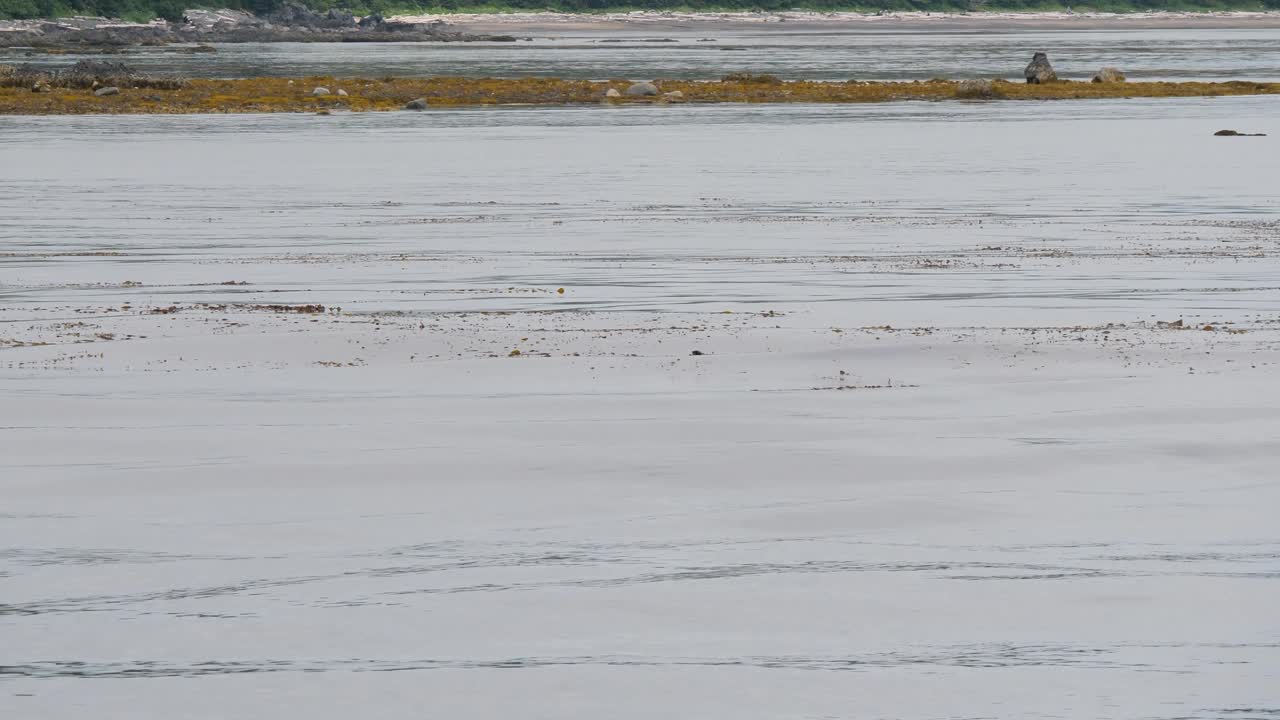Sea otters colony close to the shoreline, Sitka, Alaska.