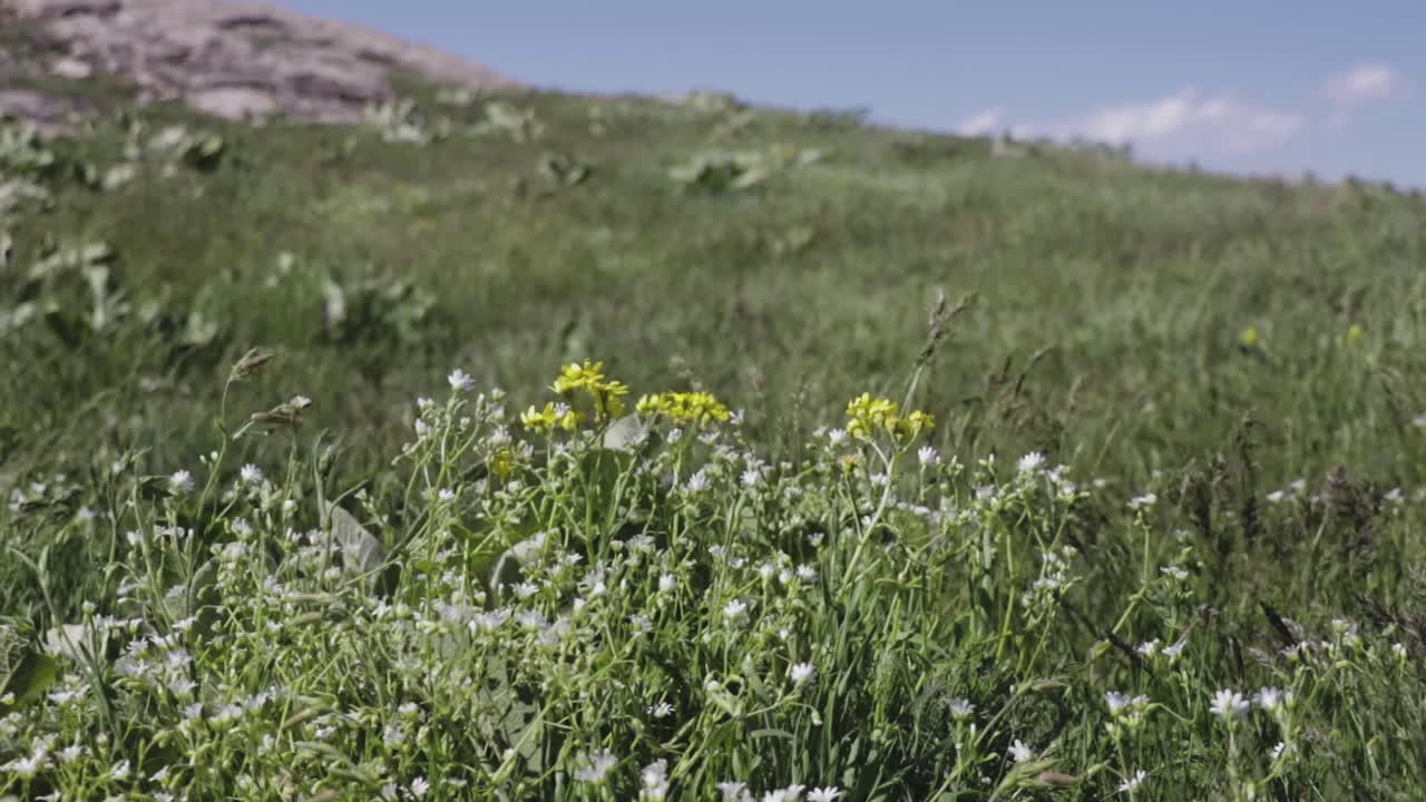 Grass blowing on the wind. Strong wind blowing the green grass on a meadow