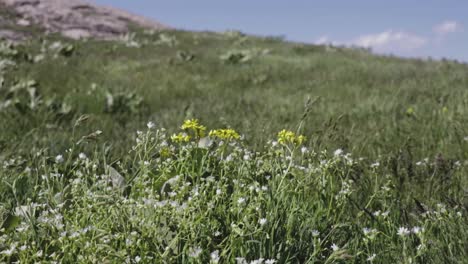 grass blowing on the wind. strong wind blowing the green grass on a meadow