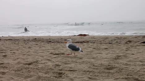 gaviota en venice beach california en una gruesa capa marina