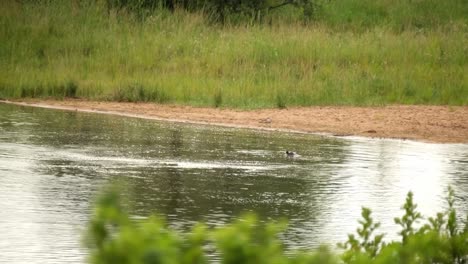 Nilpferde-Schwimmen-Zusammen-Im-Wasser