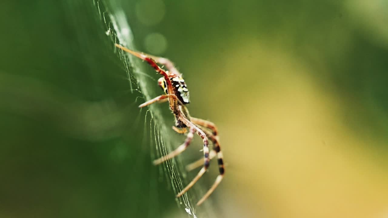 Macro shot of a spider on its web with patterned body, hairy legs, and silk threads against a blurred bokeh background. Perfect for wildlife, entomology, Halloween, and creepy crawly themes