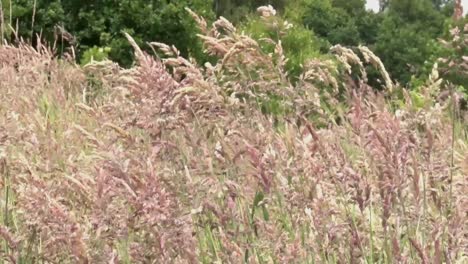 Grassamenköpfe,-Die-Sich-Bei-Starker-Brise-Bewegen