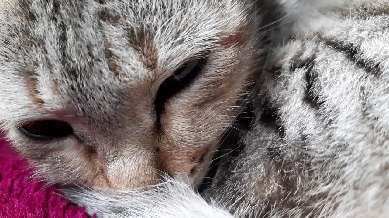 primer plano macro de la cabeza de un gatito atigrado quedándose dormido