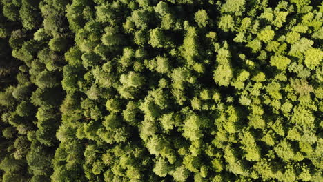 Drone-top-down-rotate-above-lush-green-redwood-forest-tree-canopy