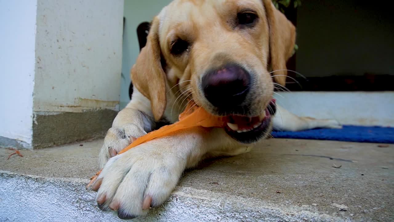 labrador retriever cachorro tiempo de juego | adorable video de stock para entusiastas de mascotas