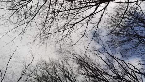 Vertical-aerial-shot-of-tree-branches-silhouetted-against-blue-cloudy-sky-in-the-winter-forest
