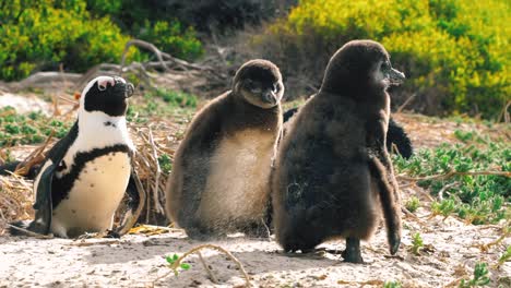 un polluelo de pingüino camina hacia un compañero de camada y patea arena en una playa en ciudad del cabo, sudáfrica