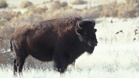 primer plano de un enorme toro bisonte americano o búfalo en la naturaleza