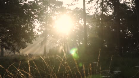 sunrise in a forest