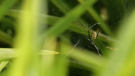 rice and dragonfly in early morning at surin province, thailand