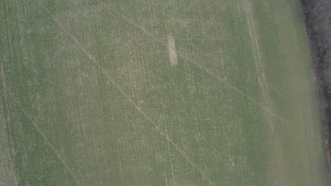 aerial view of young suffering corn crops growing under the sun in dry soil at sunset drone shot, drought , climate change concept
