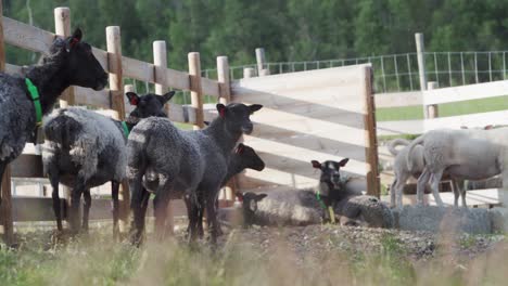 herd of sheep resting and ruminating at the farm on a sunny day