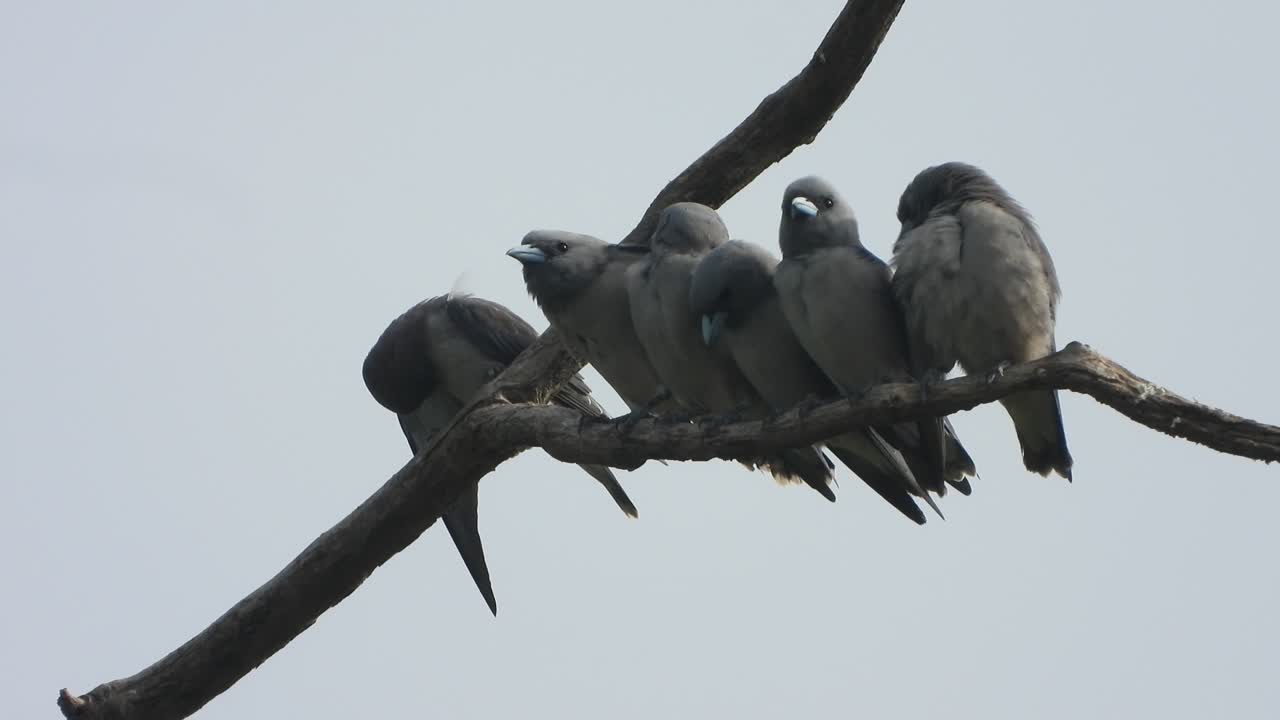 врабы . линия . ждут развлечения .