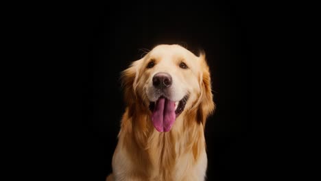 golden retriever en fondo negro, sentado bajo el ventilador, perro labrador dorado respirando con la boca abierta y la lengua hacia afuera de cerca. disparar mascota doméstica en el estudio