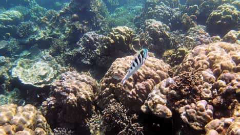 tracking shot of fish swimming over coral reef in blue water