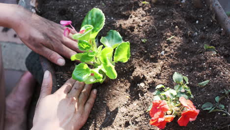 close-up on hands planting vibrant flowers in a sunny garden bed