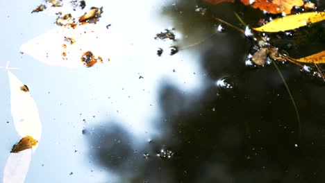 butrint, albania, mud turtle swimming in one of the water reservoirs